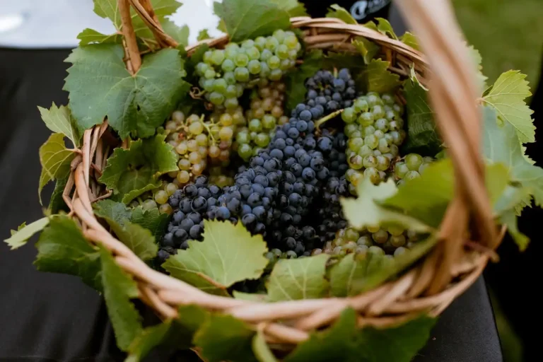Siete categorías de «Best of Wine Tourism 2026» relevan la calidad global del enoturismo local
